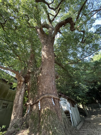 ご神木